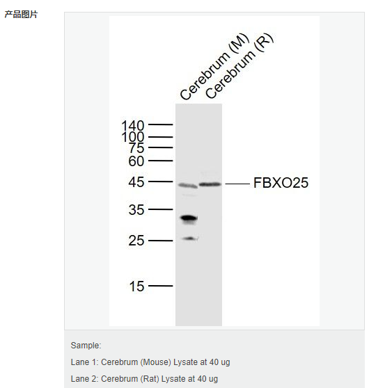 6052b9d932cfa.png image.png