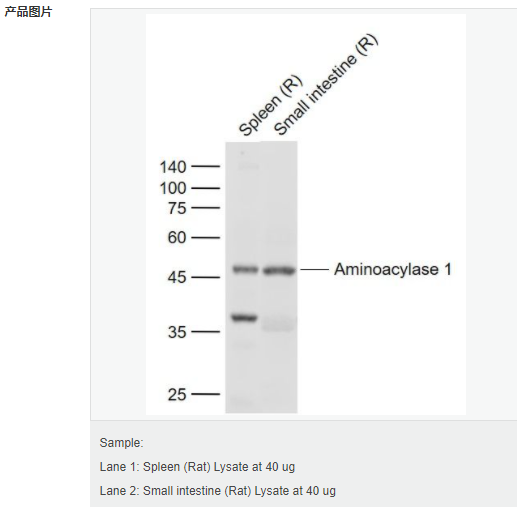 60583acfd7a8d.png image.png