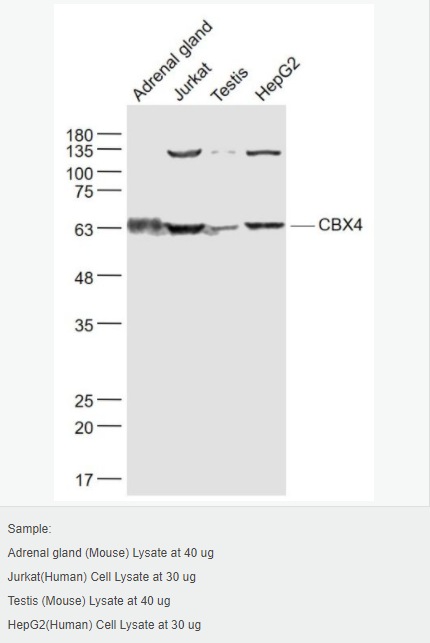 60595bd953ffc.png image.png