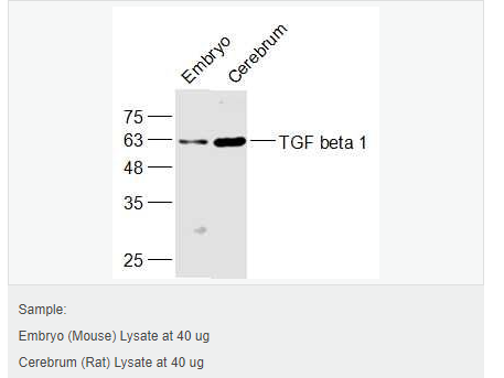 605d841ea246a.png image.png