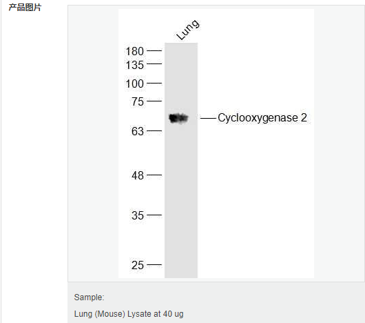 60612e40e9fb9.png image.png