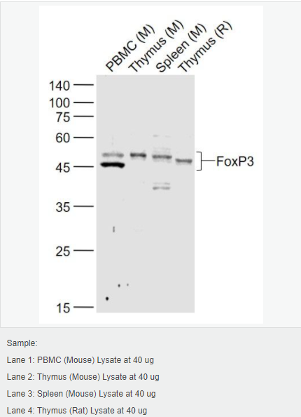 6066ce93cfbac.png image.png