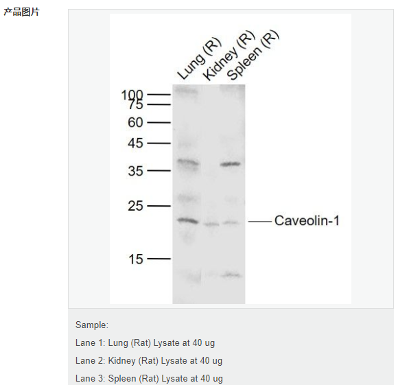 6077af5b6c3ef.png image.png